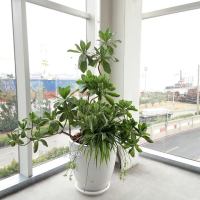 辦公室植物盆栽綠美化設計・高雄花店綺麗屋專業團隊