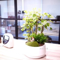 辦公室植物盆栽綠美化設計・高雄花店綺麗屋專業團隊