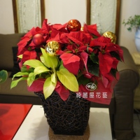 聖誕節盆花【HA018】
