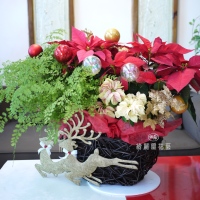 聖誕節盆花【HA023】