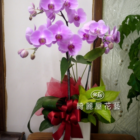 藝術型蘭花盆栽【CA060】-2