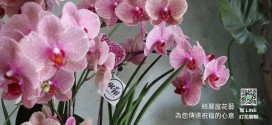 高雄花店綺麗屋｜花禮設計、花藝教室、婚禮會場佈置